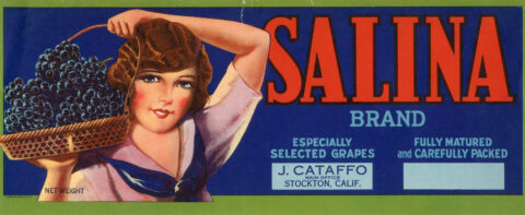 Salina