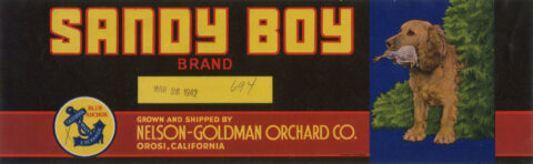 Sandy Boy