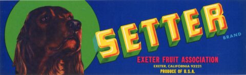 Setter