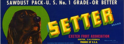 Setter