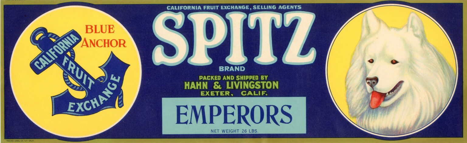 Spitz
