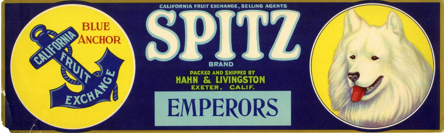 Spitz