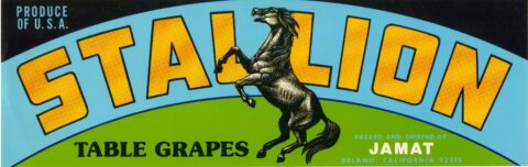 Stallion