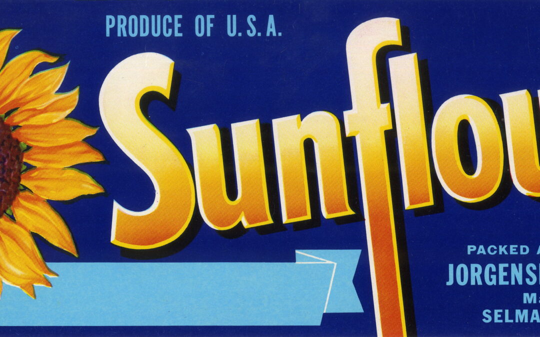 Sunflower-3