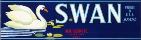 Swan