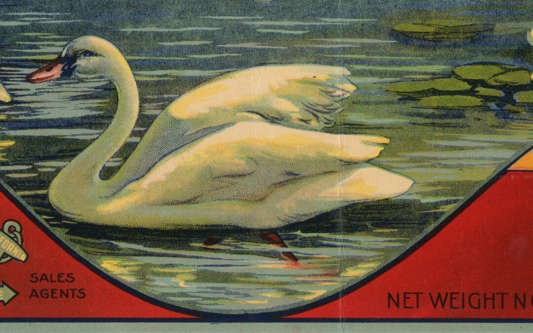 Swan-2