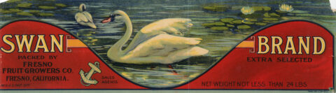 Swan