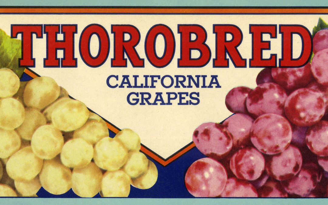 Thorobred