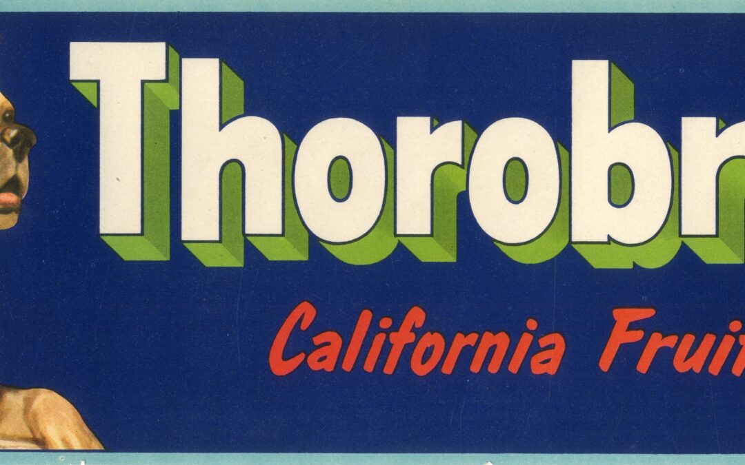 Thorobreds