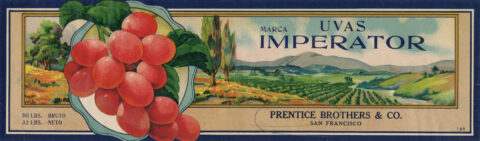 Uvas Imperator